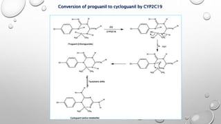 Conversion of proguanil to cycloguanil by CYP2C19
 