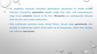 • An anopheles mosquito inoculates plasmodium sporozoites to initiate human
infection. Circulating sporozoites rapidly invade liver cells, and exoerythrocytic
stage tissue schizonts mature in the liver. Merozoites are subsequently released
from the liver and invade erythrocytes.
• Only erythrocytic parasites cause clinical illness. Sexual stage gametocytes also
develop in erythrocytes before being taken up by mosquitoes, where they develop
into infective sporozoites.
 