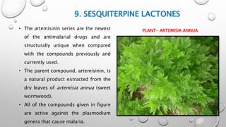 9. SESQUITERPINE LACTONES
• The artemisinin series are the newest
of the antimalarial drugs and are
structurally unique when compared
with the compounds previously and
currently used.
• The parent compound, artemisinin, is
a natural product extracted from the
dry leaves of artemisia annua (sweet
wormwood).
• All of the compounds given in figure
are active against the plasmodium
genera that cause malaria.
PLANT- ARTEMISIA ANNUA
 