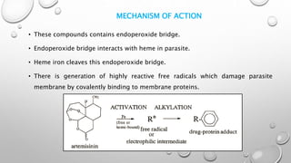 MECHANISM OF ACTION
• These compounds contains endoperoxide bridge.
• Endoperoxide bridge interacts with heme in parasite.
• Heme iron cleaves this endoperoxide bridge.
• There is generation of highly reactive free radicals which damage parasite
membrane by covalently binding to membrane proteins.
 