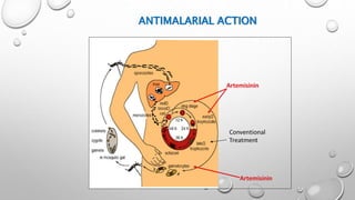 ANTIMALARIAL ACTION
 