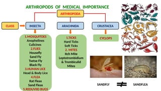 Medical Insecta Medical.Entomology Medical.Entomology.pptx
