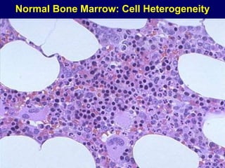 Normal Bone Marrow: Cell Heterogeneity
 
