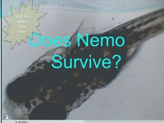 Will his father find him? Does Nemo 		Survive? 