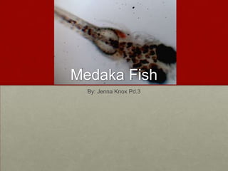 Medaka Fish  By: Jenna Knox Pd.3 