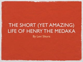 THE SHORT (YET AMAZING)
LIFE OF HENRY THE MEDAKA
        By Levi Sikora
 