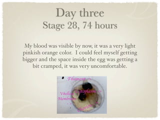 Day three
        Stage 28, 74 hours
 My blood was visible by now, it was a very light
pinkish orange color. I could feel myself getting
bigger and the space inside the egg was getting a
    bit cramped, it was very uncomfortable.
 