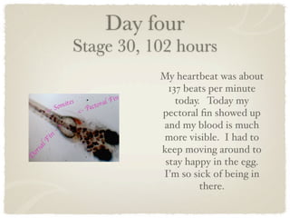 Day four
Stage 30, 102 hours
           My heartbeat was about
             137 beats per minute
               today. Today my
           pectoral ﬁn showed up
           and my blood is much
           more visible. I had to
           keep moving around to
            stay happy in the egg.
           I’m so sick of being in
                     there.
 