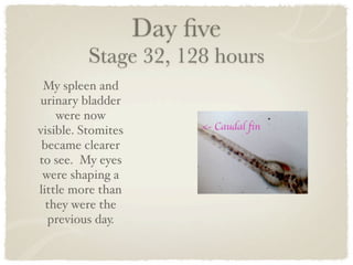 Day ﬁve
          Stage 32, 128 hours
 My spleen and
urinary bladder
    were now
visible. Stomites
 became clearer
to see. My eyes
 were shaping a
little more than
  they were the
  previous day.
 