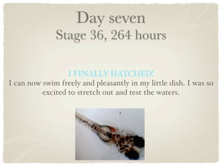 Day seven
              Stage 36, 264 hours

                  I FINALLY HATCHED!
I can now swim freely and pleasantly in my little dish. I was so
          excited to stretch out and test the waters.
 