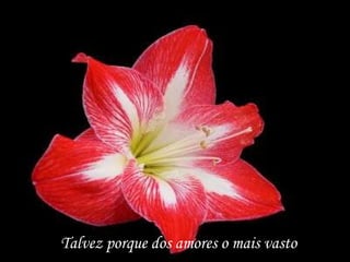 Talvez porque dos amores o mais vasto
 
