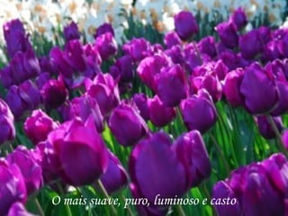 O mais suave, puro, luminoso e casto
 