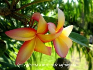 Que enfrenta o mais rude sofrimento
 