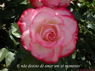 E não desiste de amar um só momento
 