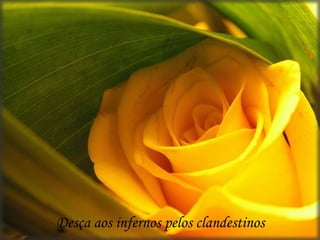 Desça aos infernos pelos clandestinos
 