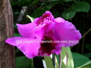 Que jamais o honraram com uma prece?
 