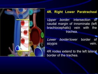4R. Right Lower Paratracheal

Upper

border:

Lower

border:lower

intersection of
caudal margin of innominate (left
brachiocephalic) vein with the
trachea.

azygos

border of
vein.

4R nodes extend to the left lateral
border of the trachea.

 