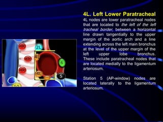 4L. Left Lower Paratracheal
4L nodes are lower paratracheal nodes
that are located to the left of the left
tracheal border, between a horizontal
line drawn tangentially to the upper
margin of the aortic arch and a line
extending across the left main bronchus
at the level of the upper margin of the
left
upper
lobe
bronchus.
These include paratracheal nodes that
are located medially to the ligamentum
arteriosum.
Station 5 (AP-window) nodes are
located laterally to the ligamentum
arteriosum.

 