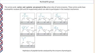 Nucleophilic groups
The amino acids serine and cysteine are present in the active sites of some enzymes. These amino acids have
nucleophilic residues (OH and SH respectively) which are able to participate in the reaction mechanism.
Hydrolysis of peptide bonds catalyzed by the enzyme chymotrypsin.
 