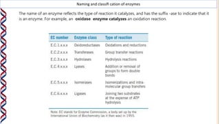 Naming and classiﬁ cation of enzymes
The name of an enzyme reflects the type of reaction it catalyzes, and has the suffix -ase to indicate that it
is an enzyme. For example, an oxidase enzyme catalyzes an oxidation reaction.
 