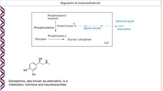 Regulation of enzymes/External
Phosphorylation
Epinephrine, also known as adrenaline, is a
medication, hormone and neurotransmitter.
 