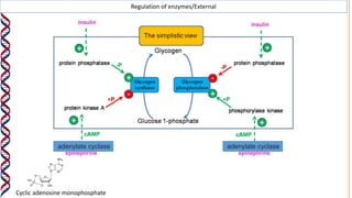 Regulation of enzymes/External
Cyclic adenosine monophosphate
adenylate cyclase adenylate cyclase
 