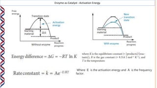 Enzyme as Catalyst : Activation Energy
Where E is the activation energy and A is the frequency
factor.
 