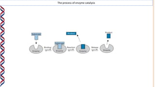 The process of enzyme catalysis
 
