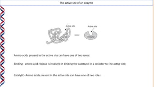 The active site of an enzyme
Binding - amino acid residue is involved in binding the substrate or a cofactor to The active site;
Amino acids present in the active site can have one of two roles:
Catalytic- Amino acids present in the active site can have one of two roles:
 