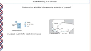 Substrate binding at an active site
The interactions which bind substrates to the active sites of enzymes ?
pyruvic acid - substrate for lactate dehydrogenas
 