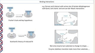 Binding interactions
Not only enzyme but substrate to change its shape…..
Enzyme stabilizes transition state more than substrate…..
e.g. Pyruvic acid interact with active site of lactate dehydrogenase
viaH bond, ionic bond and one van der Waals interactions
Fischer’s lock and key hypothesis
Koshland’s theory of induced fit
 