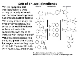 SAR of Thiazolidinediones
In the lipophilic tail,
incorporation of a wide
variety of mostly aromatic
and heteroaromatic groups
has produced active agents
In a very limited study, the
hypoglycemic potency in a
series of oxazolidinediones
with variations in this
lipophilic tail was found to
increase with increasing log P
The thiazolidinedione ring
binds in a polar site, making
hydrogen bonds with groups
in the side chains of His-449,
Tyr-473, His-323, and Ser-289
Fig. Common structural features found in
thiazolidinedione PPARγ agonists & related compounds
 