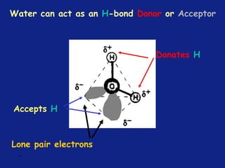 Lone pair electrons
Water can act as an H-bond Donor or Acceptor
Donates H
Accepts H
*
 