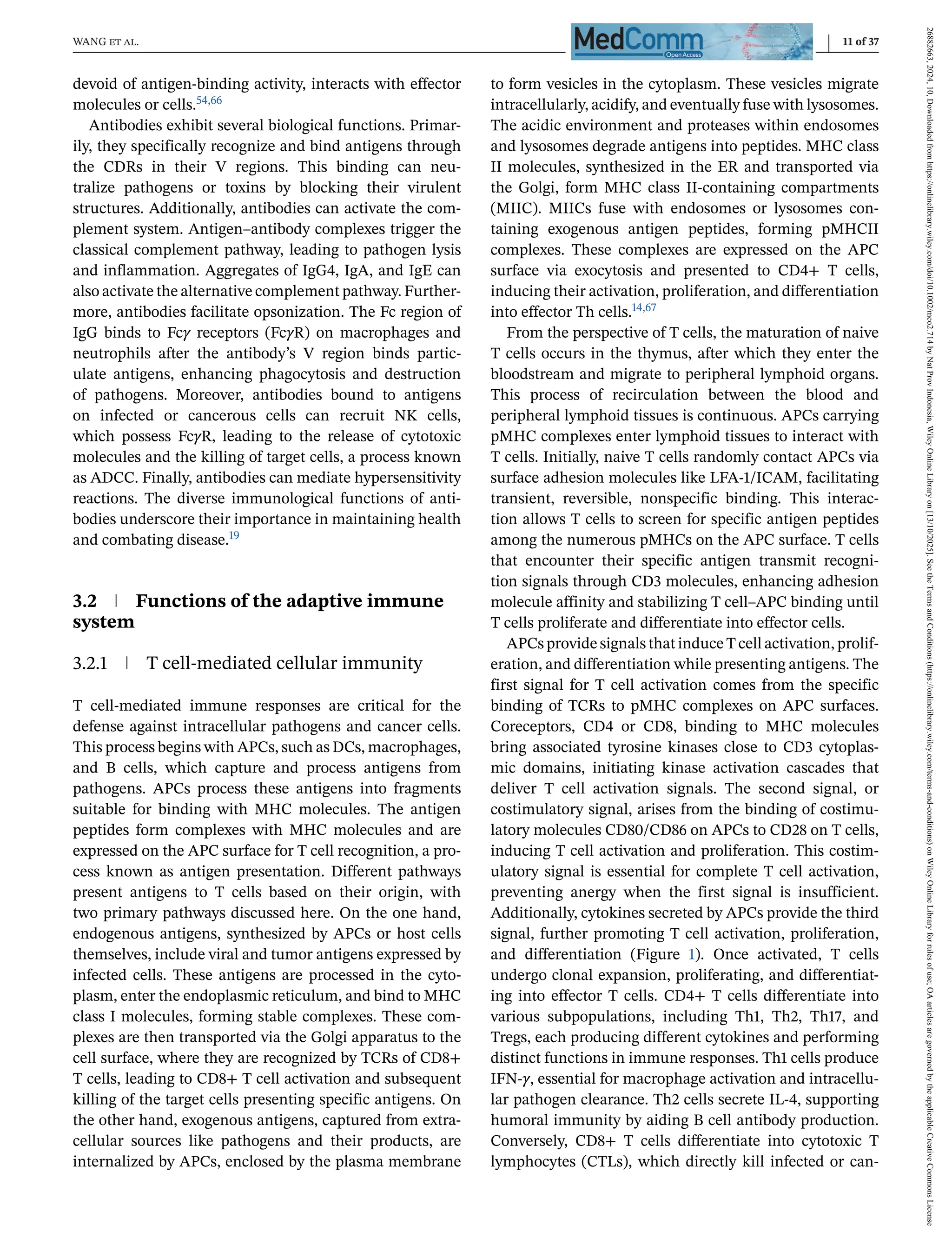 WANG et al. 11 of 37
devoid of antigen-binding activity, interacts with effector
molecules or cells.54,66
Antibodies exhibit several biological functions. Primar-
ily, they specifically recognize and bind antigens through
the CDRs in their V regions. This binding can neu-
tralize pathogens or toxins by blocking their virulent
structures. Additionally, antibodies can activate the com-
plement system. Antigen–antibody complexes trigger the
classical complement pathway, leading to pathogen lysis
and inflammation. Aggregates of IgG4, IgA, and IgE can
also activate the alternative complement pathway. Further-
more, antibodies facilitate opsonization. The Fc region of
IgG binds to Fcγ receptors (FcγR) on macrophages and
neutrophils after the antibody’s V region binds partic-
ulate antigens, enhancing phagocytosis and destruction
of pathogens. Moreover, antibodies bound to antigens
on infected or cancerous cells can recruit NK cells,
which possess FcγR, leading to the release of cytotoxic
molecules and the killing of target cells, a process known
as ADCC. Finally, antibodies can mediate hypersensitivity
reactions. The diverse immunological functions of anti-
bodies underscore their importance in maintaining health
and combating disease.19
3.2 Functions of the adaptive immune
system
3.2.1 T cell-mediated cellular immunity
T cell-mediated immune responses are critical for the
defense against intracellular pathogens and cancer cells.
This process begins with APCs, such as DCs, macrophages,
and B cells, which capture and process antigens from
pathogens. APCs process these antigens into fragments
suitable for binding with MHC molecules. The antigen
peptides form complexes with MHC molecules and are
expressed on the APC surface for T cell recognition, a pro-
cess known as antigen presentation. Different pathways
present antigens to T cells based on their origin, with
two primary pathways discussed here. On the one hand,
endogenous antigens, synthesized by APCs or host cells
themselves, include viral and tumor antigens expressed by
infected cells. These antigens are processed in the cyto-
plasm, enter the endoplasmic reticulum, and bind to MHC
class I molecules, forming stable complexes. These com-
plexes are then transported via the Golgi apparatus to the
cell surface, where they are recognized by TCRs of CD8+
T cells, leading to CD8+ T cell activation and subsequent
killing of the target cells presenting specific antigens. On
the other hand, exogenous antigens, captured from extra-
cellular sources like pathogens and their products, are
internalized by APCs, enclosed by the plasma membrane
to form vesicles in the cytoplasm. These vesicles migrate
intracellularly, acidify, and eventually fuse with lysosomes.
The acidic environment and proteases within endosomes
and lysosomes degrade antigens into peptides. MHC class
II molecules, synthesized in the ER and transported via
the Golgi, form MHC class II-containing compartments
(MIIC). MIICs fuse with endosomes or lysosomes con-
taining exogenous antigen peptides, forming pMHCII
complexes. These complexes are expressed on the APC
surface via exocytosis and presented to CD4+ T cells,
inducing their activation, proliferation, and differentiation
into effector Th cells.14,67
From the perspective of T cells, the maturation of naive
T cells occurs in the thymus, after which they enter the
bloodstream and migrate to peripheral lymphoid organs.
This process of recirculation between the blood and
peripheral lymphoid tissues is continuous. APCs carrying
pMHC complexes enter lymphoid tissues to interact with
T cells. Initially, naive T cells randomly contact APCs via
surface adhesion molecules like LFA-1/ICAM, facilitating
transient, reversible, nonspecific binding. This interac-
tion allows T cells to screen for specific antigen peptides
among the numerous pMHCs on the APC surface. T cells
that encounter their specific antigen transmit recogni-
tion signals through CD3 molecules, enhancing adhesion
molecule affinity and stabilizing T cell–APC binding until
T cells proliferate and differentiate into effector cells.
APCs provide signals that induce T cell activation, prolif-
eration, and differentiation while presenting antigens. The
first signal for T cell activation comes from the specific
binding of TCRs to pMHC complexes on APC surfaces.
Coreceptors, CD4 or CD8, binding to MHC molecules
bring associated tyrosine kinases close to CD3 cytoplas-
mic domains, initiating kinase activation cascades that
deliver T cell activation signals. The second signal, or
costimulatory signal, arises from the binding of costimu-
latory molecules CD80/CD86 on APCs to CD28 on T cells,
inducing T cell activation and proliferation. This costim-
ulatory signal is essential for complete T cell activation,
preventing anergy when the first signal is insufficient.
Additionally, cytokines secreted by APCs provide the third
signal, further promoting T cell activation, proliferation,
and differentiation (Figure 1). Once activated, T cells
undergo clonal expansion, proliferating, and differentiat-
ing into effector T cells. CD4+ T cells differentiate into
various subpopulations, including Th1, Th2, Th17, and
Tregs, each producing different cytokines and performing
distinct functions in immune responses. Th1 cells produce
IFN-γ, essential for macrophage activation and intracellu-
lar pathogen clearance. Th2 cells secrete IL-4, supporting
humoral immunity by aiding B cell antibody production.
Conversely, CD8+ T cells differentiate into cytotoxic T
lymphocytes (CTLs), which directly kill infected or can-
26882663,
2024,
10,
Downloaded
from
https://onlinelibrary.wiley.com/doi/10.1002/mco2.714
by
Nat
Prov
Indonesia,
Wiley
Online
Library
on
[13/10/2025].
See
the
Terms
and
Conditions
(https://onlinelibrary.wiley.com/terms-and-conditions)
on
Wiley
Online
Library
for
rules
of
use;
OA
articles
are
governed
by
the
applicable
Creative
Commons
License
 