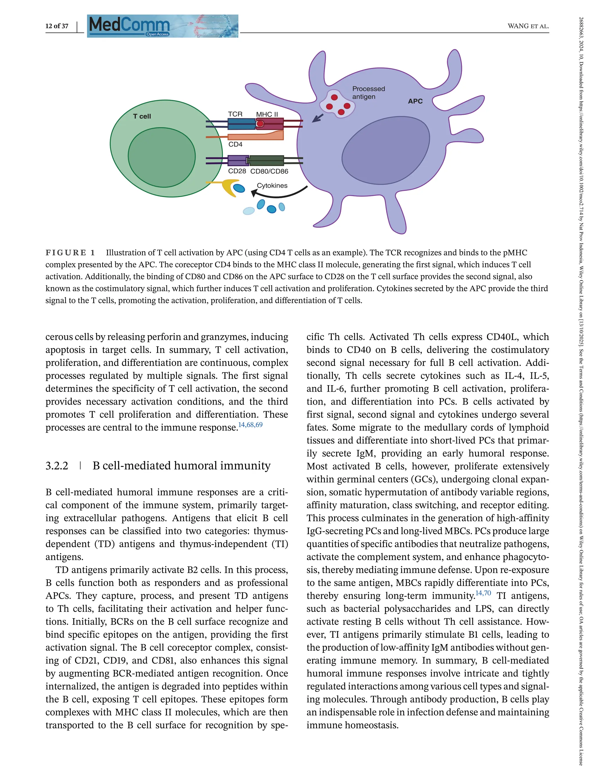 12 of 37 WANG et al.
T cell
APC
Processed
antigen
MHC II
TCR
CD4
CD80/CD86
CD28
Cytokines
F I G U R E 1 Illustration of T cell activation by APC (using CD4 T cells as an example). The TCR recognizes and binds to the pMHC
complex presented by the APC. The coreceptor CD4 binds to the MHC class II molecule, generating the first signal, which induces T cell
activation. Additionally, the binding of CD80 and CD86 on the APC surface to CD28 on the T cell surface provides the second signal, also
known as the costimulatory signal, which further induces T cell activation and proliferation. Cytokines secreted by the APC provide the third
signal to the T cells, promoting the activation, proliferation, and differentiation of T cells.
cerous cells by releasing perforin and granzymes, inducing
apoptosis in target cells. In summary, T cell activation,
proliferation, and differentiation are continuous, complex
processes regulated by multiple signals. The first signal
determines the specificity of T cell activation, the second
provides necessary activation conditions, and the third
promotes T cell proliferation and differentiation. These
processes are central to the immune response.14,68,69
3.2.2 B cell-mediated humoral immunity
B cell-mediated humoral immune responses are a criti-
cal component of the immune system, primarily target-
ing extracellular pathogens. Antigens that elicit B cell
responses can be classified into two categories: thymus-
dependent (TD) antigens and thymus-independent (TI)
antigens.
TD antigens primarily activate B2 cells. In this process,
B cells function both as responders and as professional
APCs. They capture, process, and present TD antigens
to Th cells, facilitating their activation and helper func-
tions. Initially, BCRs on the B cell surface recognize and
bind specific epitopes on the antigen, providing the first
activation signal. The B cell coreceptor complex, consist-
ing of CD21, CD19, and CD81, also enhances this signal
by augmenting BCR-mediated antigen recognition. Once
internalized, the antigen is degraded into peptides within
the B cell, exposing T cell epitopes. These epitopes form
complexes with MHC class II molecules, which are then
transported to the B cell surface for recognition by spe-
cific Th cells. Activated Th cells express CD40L, which
binds to CD40 on B cells, delivering the costimulatory
second signal necessary for full B cell activation. Addi-
tionally, Th cells secrete cytokines such as IL-4, IL-5,
and IL-6, further promoting B cell activation, prolifera-
tion, and differentiation into PCs. B cells activated by
first signal, second signal and cytokines undergo several
fates. Some migrate to the medullary cords of lymphoid
tissues and differentiate into short-lived PCs that primar-
ily secrete IgM, providing an early humoral response.
Most activated B cells, however, proliferate extensively
within germinal centers (GCs), undergoing clonal expan-
sion, somatic hypermutation of antibody variable regions,
affinity maturation, class switching, and receptor editing.
This process culminates in the generation of high-affinity
IgG-secreting PCs and long-lived MBCs. PCs produce large
quantities of specific antibodies that neutralize pathogens,
activate the complement system, and enhance phagocyto-
sis, thereby mediating immune defense. Upon re-exposure
to the same antigen, MBCs rapidly differentiate into PCs,
thereby ensuring long-term immunity.14,70 TI antigens,
such as bacterial polysaccharides and LPS, can directly
activate resting B cells without Th cell assistance. How-
ever, TI antigens primarily stimulate B1 cells, leading to
the production of low-affinity IgM antibodies without gen-
erating immune memory. In summary, B cell-mediated
humoral immune responses involve intricate and tightly
regulated interactions among various cell types and signal-
ing molecules. Through antibody production, B cells play
an indispensable role in infection defense and maintaining
immune homeostasis.
26882663,
2024,
10,
Downloaded
from
https://onlinelibrary.wiley.com/doi/10.1002/mco2.714
by
Nat
Prov
Indonesia,
Wiley
Online
Library
on
[13/10/2025].
See
the
Terms
and
Conditions
(https://onlinelibrary.wiley.com/terms-and-conditions)
on
Wiley
Online
Library
for
rules
of
use;
OA
articles
are
governed
by
the
applicable
Creative
Commons
License
 