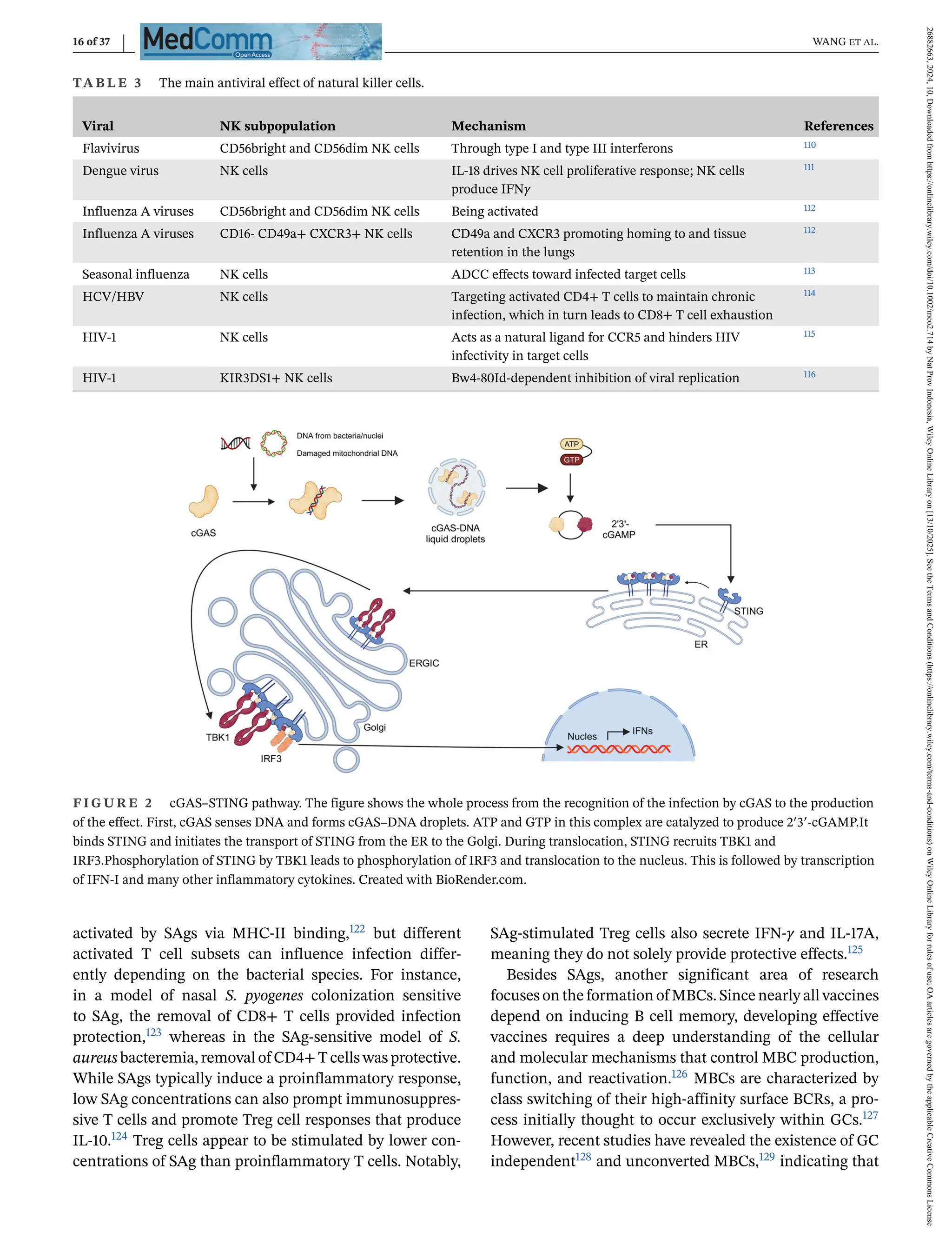 16 of 37 WANG et al.
TA B L E 3 The main antiviral effect of natural killer cells.
Viral NK subpopulation Mechanism References
Flavivirus CD56bright and CD56dim NK cells Through type I and type III interferons 110
Dengue virus NK cells IL-18 drives NK cell proliferative response; NK cells
produce IFNγ
111
Influenza A viruses CD56bright and CD56dim NK cells Being activated 112
Influenza A viruses CD16- CD49a+ CXCR3+ NK cells CD49a and CXCR3 promoting homing to and tissue
retention in the lungs
112
Seasonal influenza NK cells ADCC effects toward infected target cells 113
HCV/HBV NK cells Targeting activated CD4+ T cells to maintain chronic
infection, which in turn leads to CD8+ T cell exhaustion
114
HIV-1 NK cells Acts as a natural ligand for CCR5 and hinders HIV
infectivity in target cells
115
HIV-1 KIR3DS1+ NK cells Bw4-80Id-dependent inhibition of viral replication 116
F I G U R E 2 cGAS–STING pathway. The figure shows the whole process from the recognition of the infection by cGAS to the production
of the effect. First, cGAS senses DNA and forms cGAS–DNA droplets. ATP and GTP in this complex are catalyzed to produce 2′3′-cGAMP.It
binds STING and initiates the transport of STING from the ER to the Golgi. During translocation, STING recruits TBK1 and
IRF3.Phosphorylation of STING by TBK1 leads to phosphorylation of IRF3 and translocation to the nucleus. This is followed by transcription
of IFN-I and many other inflammatory cytokines. Created with BioRender.com.
activated by SAgs via MHC-II binding,122 but different
activated T cell subsets can influence infection differ-
ently depending on the bacterial species. For instance,
in a model of nasal S. pyogenes colonization sensitive
to SAg, the removal of CD8+ T cells provided infection
protection,123 whereas in the SAg-sensitive model of S.
aureus bacteremia, removal of CD4+ T cells was protective.
While SAgs typically induce a proinflammatory response,
low SAg concentrations can also prompt immunosuppres-
sive T cells and promote Treg cell responses that produce
IL-10.124 Treg cells appear to be stimulated by lower con-
centrations of SAg than proinflammatory T cells. Notably,
SAg-stimulated Treg cells also secrete IFN-γ and IL-17A,
meaning they do not solely provide protective effects.125
Besides SAgs, another significant area of research
focuses on the formation of MBCs. Since nearly all vaccines
depend on inducing B cell memory, developing effective
vaccines requires a deep understanding of the cellular
and molecular mechanisms that control MBC production,
function, and reactivation.126 MBCs are characterized by
class switching of their high-affinity surface BCRs, a pro-
cess initially thought to occur exclusively within GCs.127
However, recent studies have revealed the existence of GC
independent128 and unconverted MBCs,129 indicating that
26882663,
2024,
10,
Downloaded
from
https://onlinelibrary.wiley.com/doi/10.1002/mco2.714
by
Nat
Prov
Indonesia,
Wiley
Online
Library
on
[13/10/2025].
See
the
Terms
and
Conditions
(https://onlinelibrary.wiley.com/terms-and-conditions)
on
Wiley
Online
Library
for
rules
of
use;
OA
articles
are
governed
by
the
applicable
Creative
Commons
License
 