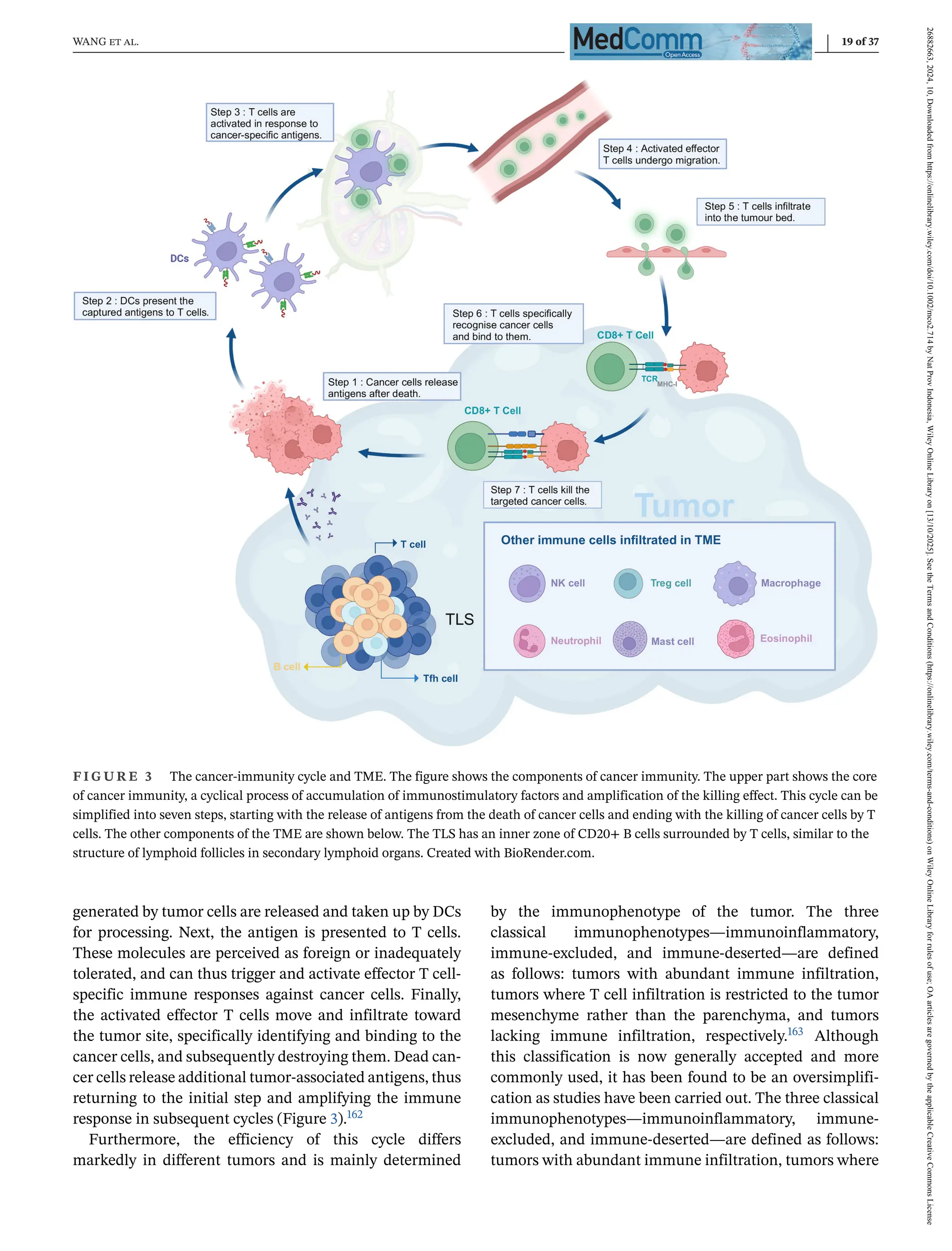 WANG et al. 19 of 37
F I G U R E 3 The cancer-immunity cycle and TME. The figure shows the components of cancer immunity. The upper part shows the core
of cancer immunity, a cyclical process of accumulation of immunostimulatory factors and amplification of the killing effect. This cycle can be
simplified into seven steps, starting with the release of antigens from the death of cancer cells and ending with the killing of cancer cells by T
cells. The other components of the TME are shown below. The TLS has an inner zone of CD20+ B cells surrounded by T cells, similar to the
structure of lymphoid follicles in secondary lymphoid organs. Created with BioRender.com.
generated by tumor cells are released and taken up by DCs
for processing. Next, the antigen is presented to T cells.
These molecules are perceived as foreign or inadequately
tolerated, and can thus trigger and activate effector T cell-
specific immune responses against cancer cells. Finally,
the activated effector T cells move and infiltrate toward
the tumor site, specifically identifying and binding to the
cancer cells, and subsequently destroying them. Dead can-
cer cells release additional tumor-associated antigens, thus
returning to the initial step and amplifying the immune
response in subsequent cycles (Figure 3).162
Furthermore, the efficiency of this cycle differs
markedly in different tumors and is mainly determined
by the immunophenotype of the tumor. The three
classical immunophenotypes—immunoinflammatory,
immune-excluded, and immune-deserted—are defined
as follows: tumors with abundant immune infiltration,
tumors where T cell infiltration is restricted to the tumor
mesenchyme rather than the parenchyma, and tumors
lacking immune infiltration, respectively.163 Although
this classification is now generally accepted and more
commonly used, it has been found to be an oversimplifi-
cation as studies have been carried out. The three classical
immunophenotypes—immunoinflammatory, immune-
excluded, and immune-deserted—are defined as follows:
tumors with abundant immune infiltration, tumors where
26882663,
2024,
10,
Downloaded
from
https://onlinelibrary.wiley.com/doi/10.1002/mco2.714
by
Nat
Prov
Indonesia,
Wiley
Online
Library
on
[13/10/2025].
See
the
Terms
and
Conditions
(https://onlinelibrary.wiley.com/terms-and-conditions)
on
Wiley
Online
Library
for
rules
of
use;
OA
articles
are
governed
by
the
applicable
Creative
Commons
License
 