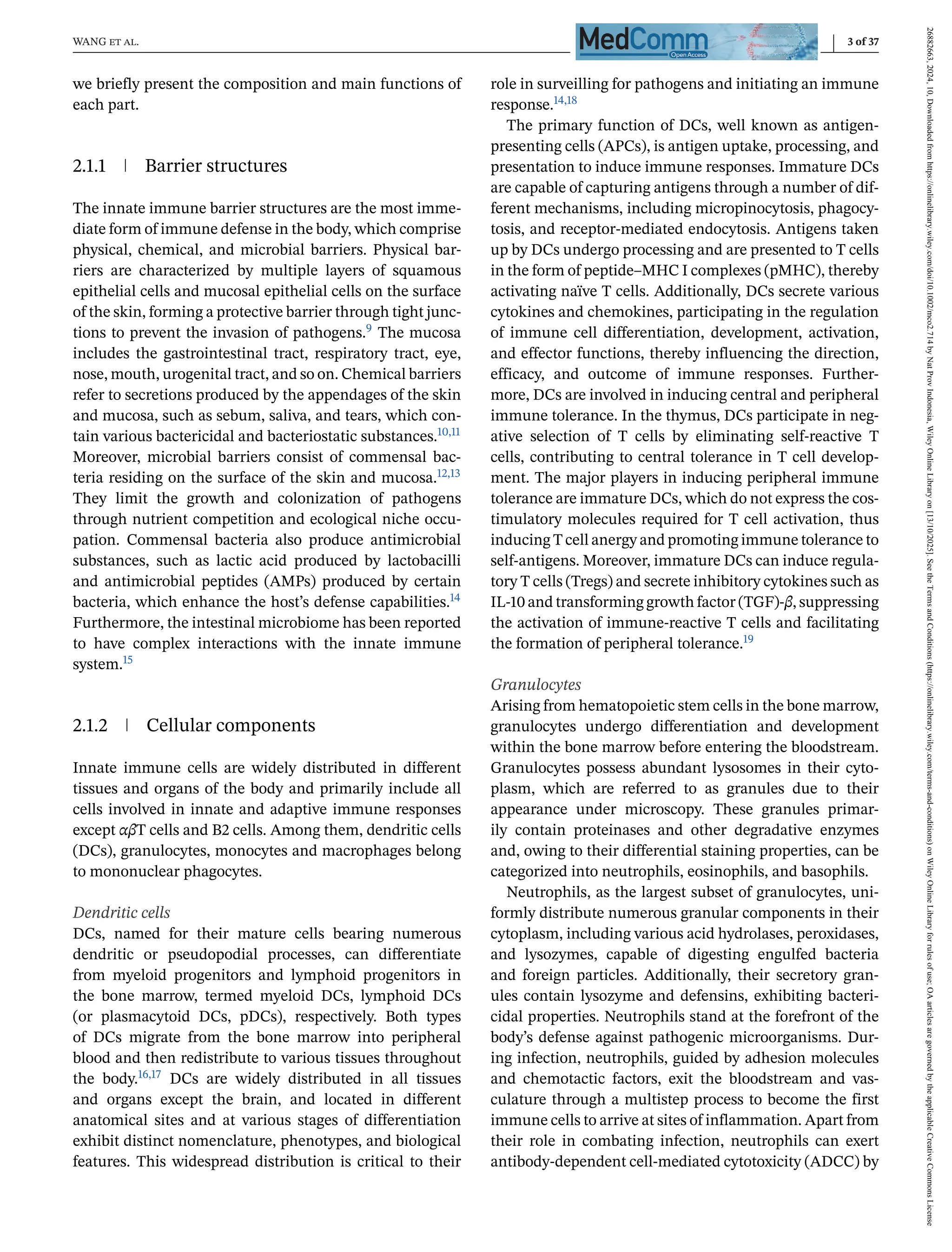 WANG et al. 3 of 37
we briefly present the composition and main functions of
each part.
2.1.1 Barrier structures
The innate immune barrier structures are the most imme-
diate form of immune defense in the body, which comprise
physical, chemical, and microbial barriers. Physical bar-
riers are characterized by multiple layers of squamous
epithelial cells and mucosal epithelial cells on the surface
of the skin, forming a protective barrier through tight junc-
tions to prevent the invasion of pathogens.9 The mucosa
includes the gastrointestinal tract, respiratory tract, eye,
nose, mouth, urogenital tract, and so on. Chemical barriers
refer to secretions produced by the appendages of the skin
and mucosa, such as sebum, saliva, and tears, which con-
tain various bactericidal and bacteriostatic substances.10,11
Moreover, microbial barriers consist of commensal bac-
teria residing on the surface of the skin and mucosa.12,13
They limit the growth and colonization of pathogens
through nutrient competition and ecological niche occu-
pation. Commensal bacteria also produce antimicrobial
substances, such as lactic acid produced by lactobacilli
and antimicrobial peptides (AMPs) produced by certain
bacteria, which enhance the host’s defense capabilities.14
Furthermore, the intestinal microbiome has been reported
to have complex interactions with the innate immune
system.15
2.1.2 Cellular components
Innate immune cells are widely distributed in different
tissues and organs of the body and primarily include all
cells involved in innate and adaptive immune responses
except αβT cells and B2 cells. Among them, dendritic cells
(DCs), granulocytes, monocytes and macrophages belong
to mononuclear phagocytes.
Dendritic cells
DCs, named for their mature cells bearing numerous
dendritic or pseudopodial processes, can differentiate
from myeloid progenitors and lymphoid progenitors in
the bone marrow, termed myeloid DCs, lymphoid DCs
(or plasmacytoid DCs, pDCs), respectively. Both types
of DCs migrate from the bone marrow into peripheral
blood and then redistribute to various tissues throughout
the body.16,17 DCs are widely distributed in all tissues
and organs except the brain, and located in different
anatomical sites and at various stages of differentiation
exhibit distinct nomenclature, phenotypes, and biological
features. This widespread distribution is critical to their
role in surveilling for pathogens and initiating an immune
response.14,18
The primary function of DCs, well known as antigen-
presenting cells (APCs), is antigen uptake, processing, and
presentation to induce immune responses. Immature DCs
are capable of capturing antigens through a number of dif-
ferent mechanisms, including micropinocytosis, phagocy-
tosis, and receptor-mediated endocytosis. Antigens taken
up by DCs undergo processing and are presented to T cells
in the form of peptide–MHC I complexes (pMHC), thereby
activating naïve T cells. Additionally, DCs secrete various
cytokines and chemokines, participating in the regulation
of immune cell differentiation, development, activation,
and effector functions, thereby influencing the direction,
efficacy, and outcome of immune responses. Further-
more, DCs are involved in inducing central and peripheral
immune tolerance. In the thymus, DCs participate in neg-
ative selection of T cells by eliminating self-reactive T
cells, contributing to central tolerance in T cell develop-
ment. The major players in inducing peripheral immune
tolerance are immature DCs, which do not express the cos-
timulatory molecules required for T cell activation, thus
inducing T cell anergy and promoting immune tolerance to
self-antigens. Moreover, immature DCs can induce regula-
tory T cells (Tregs) and secrete inhibitory cytokines such as
IL-10 and transforming growth factor (TGF)-β, suppressing
the activation of immune-reactive T cells and facilitating
the formation of peripheral tolerance.19
Granulocytes
Arising from hematopoietic stem cells in the bone marrow,
granulocytes undergo differentiation and development
within the bone marrow before entering the bloodstream.
Granulocytes possess abundant lysosomes in their cyto-
plasm, which are referred to as granules due to their
appearance under microscopy. These granules primar-
ily contain proteinases and other degradative enzymes
and, owing to their differential staining properties, can be
categorized into neutrophils, eosinophils, and basophils.
Neutrophils, as the largest subset of granulocytes, uni-
formly distribute numerous granular components in their
cytoplasm, including various acid hydrolases, peroxidases,
and lysozymes, capable of digesting engulfed bacteria
and foreign particles. Additionally, their secretory gran-
ules contain lysozyme and defensins, exhibiting bacteri-
cidal properties. Neutrophils stand at the forefront of the
body’s defense against pathogenic microorganisms. Dur-
ing infection, neutrophils, guided by adhesion molecules
and chemotactic factors, exit the bloodstream and vas-
culature through a multistep process to become the first
immune cells to arrive at sites of inflammation. Apart from
their role in combating infection, neutrophils can exert
antibody-dependent cell-mediated cytotoxicity (ADCC) by
26882663,
2024,
10,
Downloaded
from
https://onlinelibrary.wiley.com/doi/10.1002/mco2.714
by
Nat
Prov
Indonesia,
Wiley
Online
Library
on
[13/10/2025].
See
the
Terms
and
Conditions
(https://onlinelibrary.wiley.com/terms-and-conditions)
on
Wiley
Online
Library
for
rules
of
use;
OA
articles
are
governed
by
the
applicable
Creative
Commons
License
 