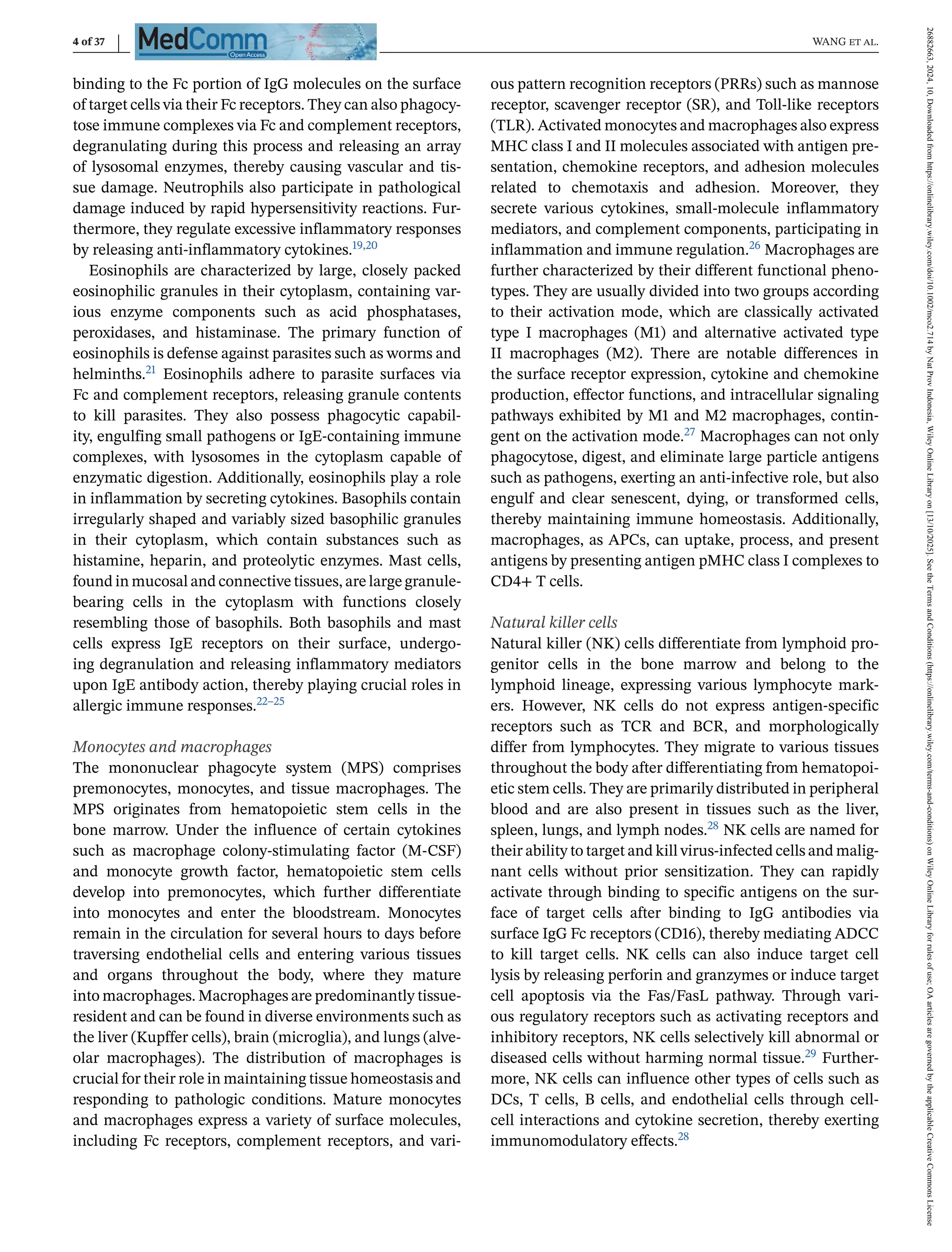 4 of 37 WANG et al.
binding to the Fc portion of IgG molecules on the surface
of target cells via their Fc receptors. They can also phagocy-
tose immune complexes via Fc and complement receptors,
degranulating during this process and releasing an array
of lysosomal enzymes, thereby causing vascular and tis-
sue damage. Neutrophils also participate in pathological
damage induced by rapid hypersensitivity reactions. Fur-
thermore, they regulate excessive inflammatory responses
by releasing anti-inflammatory cytokines.19,20
Eosinophils are characterized by large, closely packed
eosinophilic granules in their cytoplasm, containing var-
ious enzyme components such as acid phosphatases,
peroxidases, and histaminase. The primary function of
eosinophils is defense against parasites such as worms and
helminths.21 Eosinophils adhere to parasite surfaces via
Fc and complement receptors, releasing granule contents
to kill parasites. They also possess phagocytic capabil-
ity, engulfing small pathogens or IgE-containing immune
complexes, with lysosomes in the cytoplasm capable of
enzymatic digestion. Additionally, eosinophils play a role
in inflammation by secreting cytokines. Basophils contain
irregularly shaped and variably sized basophilic granules
in their cytoplasm, which contain substances such as
histamine, heparin, and proteolytic enzymes. Mast cells,
found in mucosal and connective tissues, are large granule-
bearing cells in the cytoplasm with functions closely
resembling those of basophils. Both basophils and mast
cells express IgE receptors on their surface, undergo-
ing degranulation and releasing inflammatory mediators
upon IgE antibody action, thereby playing crucial roles in
allergic immune responses.22–25
Monocytes and macrophages
The mononuclear phagocyte system (MPS) comprises
premonocytes, monocytes, and tissue macrophages. The
MPS originates from hematopoietic stem cells in the
bone marrow. Under the influence of certain cytokines
such as macrophage colony-stimulating factor (M-CSF)
and monocyte growth factor, hematopoietic stem cells
develop into premonocytes, which further differentiate
into monocytes and enter the bloodstream. Monocytes
remain in the circulation for several hours to days before
traversing endothelial cells and entering various tissues
and organs throughout the body, where they mature
into macrophages. Macrophages are predominantly tissue-
resident and can be found in diverse environments such as
the liver (Kupffer cells), brain (microglia), and lungs (alve-
olar macrophages). The distribution of macrophages is
crucial for their role in maintaining tissue homeostasis and
responding to pathologic conditions. Mature monocytes
and macrophages express a variety of surface molecules,
including Fc receptors, complement receptors, and vari-
ous pattern recognition receptors (PRRs) such as mannose
receptor, scavenger receptor (SR), and Toll-like receptors
(TLR). Activated monocytes and macrophages also express
MHC class I and II molecules associated with antigen pre-
sentation, chemokine receptors, and adhesion molecules
related to chemotaxis and adhesion. Moreover, they
secrete various cytokines, small-molecule inflammatory
mediators, and complement components, participating in
inflammation and immune regulation.26 Macrophages are
further characterized by their different functional pheno-
types. They are usually divided into two groups according
to their activation mode, which are classically activated
type I macrophages (M1) and alternative activated type
II macrophages (M2). There are notable differences in
the surface receptor expression, cytokine and chemokine
production, effector functions, and intracellular signaling
pathways exhibited by M1 and M2 macrophages, contin-
gent on the activation mode.27 Macrophages can not only
phagocytose, digest, and eliminate large particle antigens
such as pathogens, exerting an anti-infective role, but also
engulf and clear senescent, dying, or transformed cells,
thereby maintaining immune homeostasis. Additionally,
macrophages, as APCs, can uptake, process, and present
antigens by presenting antigen pMHC class I complexes to
CD4+ T cells.
Natural killer cells
Natural killer (NK) cells differentiate from lymphoid pro-
genitor cells in the bone marrow and belong to the
lymphoid lineage, expressing various lymphocyte mark-
ers. However, NK cells do not express antigen-specific
receptors such as TCR and BCR, and morphologically
differ from lymphocytes. They migrate to various tissues
throughout the body after differentiating from hematopoi-
etic stem cells. They are primarily distributed in peripheral
blood and are also present in tissues such as the liver,
spleen, lungs, and lymph nodes.28 NK cells are named for
their ability to target and kill virus-infected cells and malig-
nant cells without prior sensitization. They can rapidly
activate through binding to specific antigens on the sur-
face of target cells after binding to IgG antibodies via
surface IgG Fc receptors (CD16), thereby mediating ADCC
to kill target cells. NK cells can also induce target cell
lysis by releasing perforin and granzymes or induce target
cell apoptosis via the Fas/FasL pathway. Through vari-
ous regulatory receptors such as activating receptors and
inhibitory receptors, NK cells selectively kill abnormal or
diseased cells without harming normal tissue.29 Further-
more, NK cells can influence other types of cells such as
DCs, T cells, B cells, and endothelial cells through cell-
cell interactions and cytokine secretion, thereby exerting
immunomodulatory effects.28
26882663,
2024,
10,
Downloaded
from
https://onlinelibrary.wiley.com/doi/10.1002/mco2.714
by
Nat
Prov
Indonesia,
Wiley
Online
Library
on
[13/10/2025].
See
the
Terms
and
Conditions
(https://onlinelibrary.wiley.com/terms-and-conditions)
on
Wiley
Online
Library
for
rules
of
use;
OA
articles
are
governed
by
the
applicable
Creative
Commons
License
 