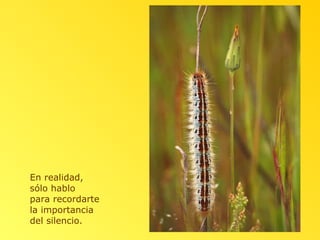 En realidad,  sólo hablo  para recordarte  la importancia  del silencio. 