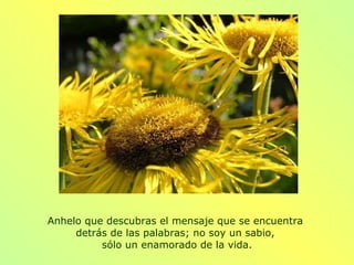 Anhelo que descubras el mensaje que se encuentra  detrás de las palabras; no soy un sabio,  sólo un enamorado de la vida. 