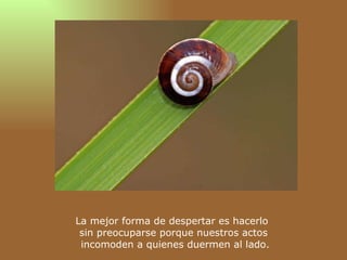 La mejor forma de despertar es hacerlo  sin preocuparse porque nuestros actos  incomoden a quienes duermen al lado. 