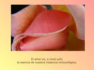 El amor es, a nivel sutil,  la esencia de nuestra instancia inmunológica. 