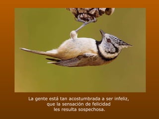 La gente está tan acostumbrada a ser infeliz,  que la sensación de felicidad  les resulta sospechosa.   