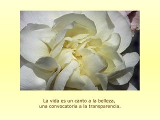 La vida es un canto a la belleza,  una convocatoria a la transparencia. 