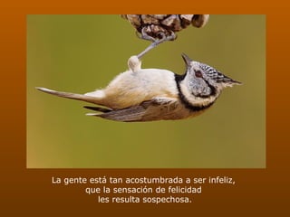 La gente está tan acostumbrada a ser infeliz,  que la sensación de felicidad  les resulta sospechosa.   