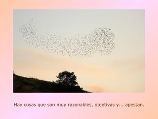 Hay cosas que son muy razonables, objetivas y... apestan. 