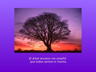 El árbol anciano me enseñó   que todos somos lo mismo. 