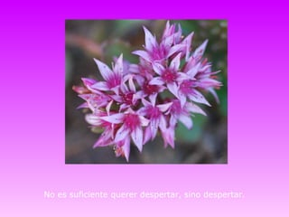 No es suficiente querer despertar, sino despertar.
 