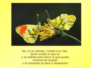 No, no te resistas, ríndete a la vida.
        Quien acepta lo que es
y se habilita para hacer lo que puede,
         encarna las utopías
 y lo imposible se pone a disposición.
 